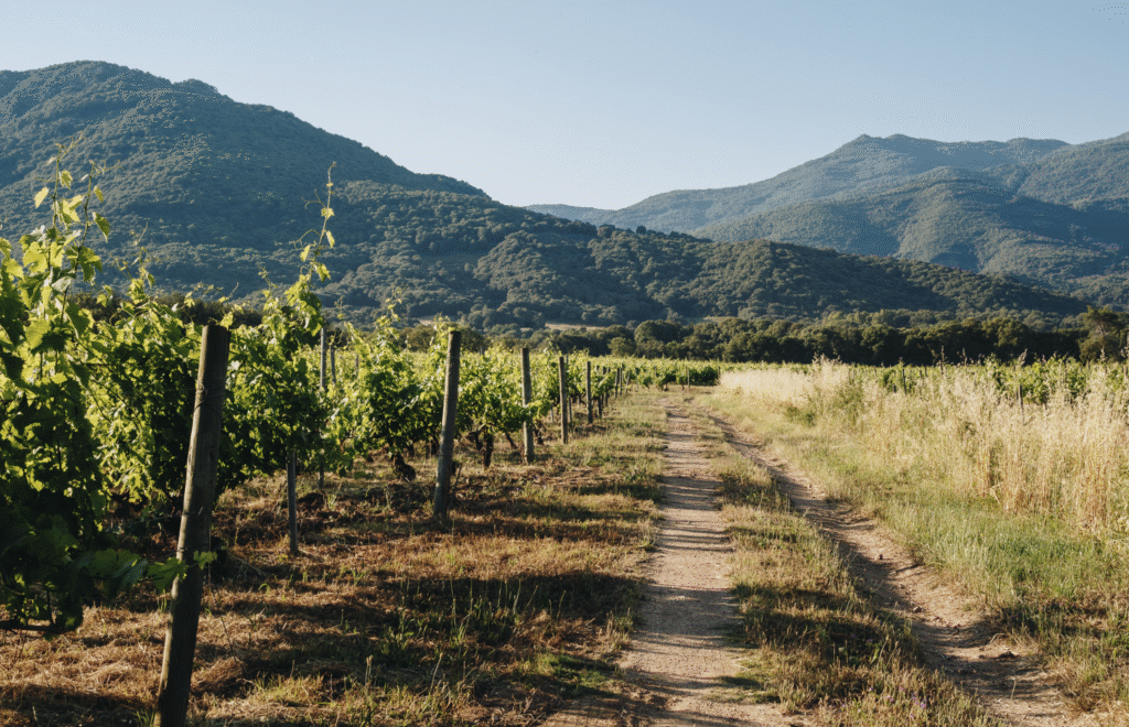 Clos Capitoro
